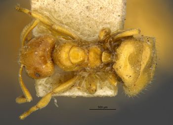 Media type: image;   Entomology 9204 Aspect: habitus dorsal view